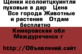 Щенки ксолоитцкуинтли пуховые в дар › Цена ­ 1 - Все города Животные и растения » Отдам бесплатно   . Кемеровская обл.,Междуреченск г.